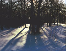 The winter forest