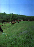 The pasture